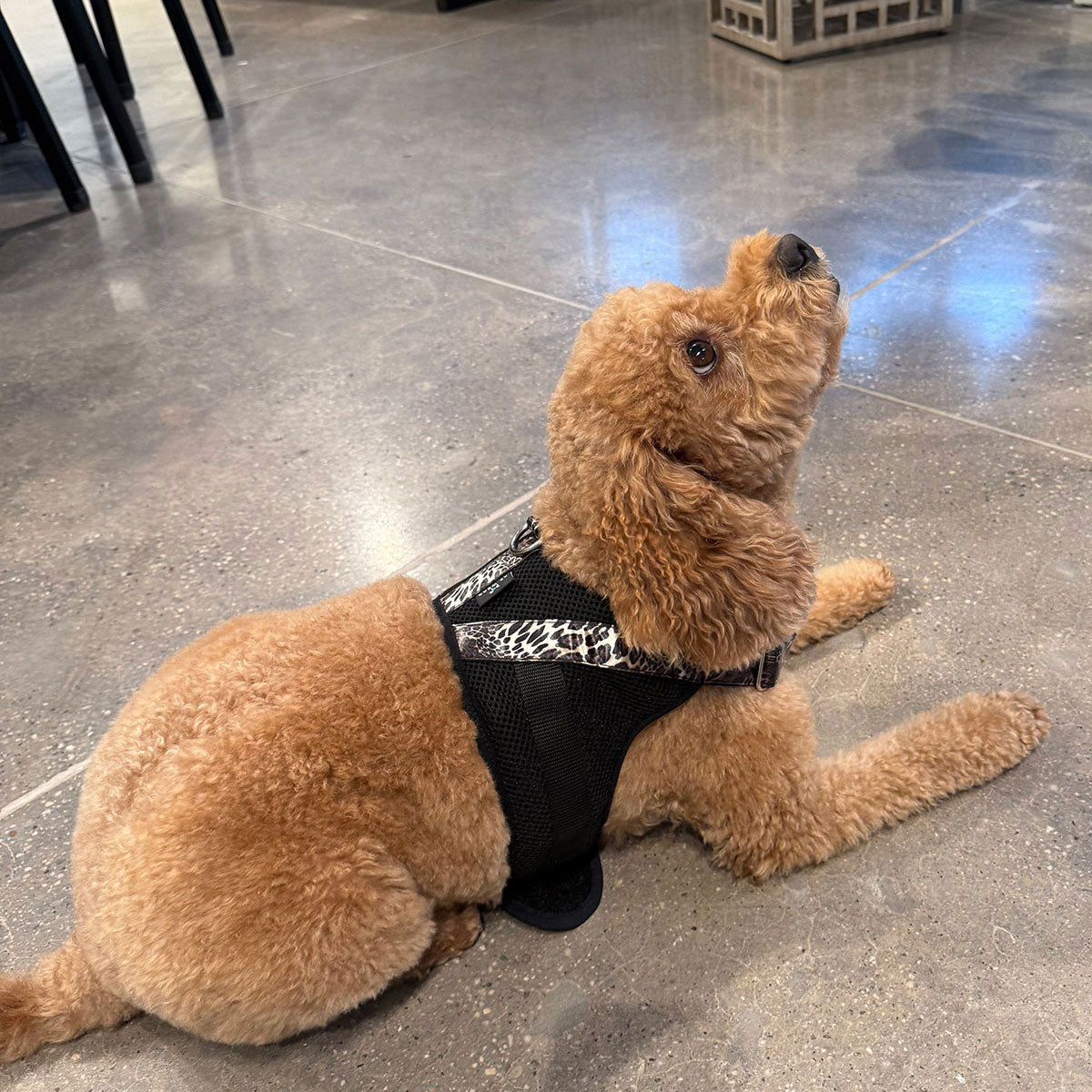 Luxe Leopard Dog Harness Chestnut